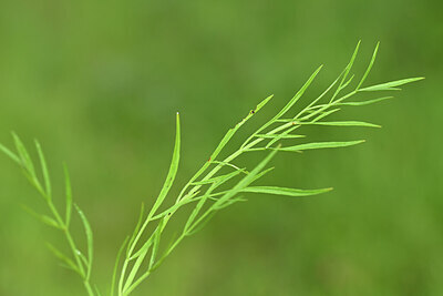 BUITEN BEELD Foto: 438389