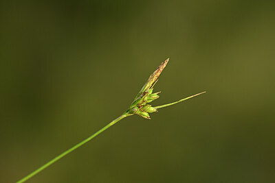 BUITEN BEELD Foto: 438390