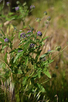 BUITEN BEELD Foto: 438391