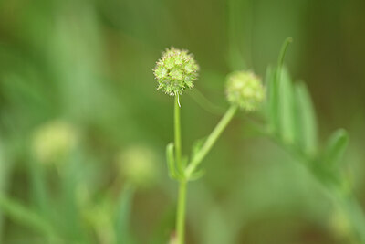 BUITEN BEELD Foto: 438392