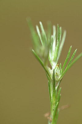 BUITEN BEELD Foto: 438393