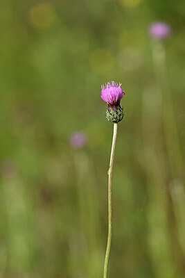 BUITEN BEELD Foto: 438397