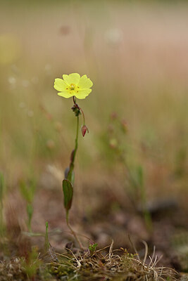 BUITEN BEELD Foto: 438399