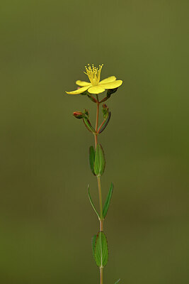 BUITEN BEELD Foto: 438400