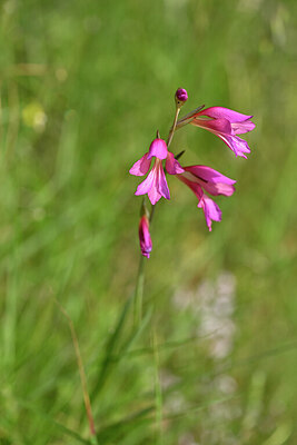 BUITEN BEELD Foto: 438401