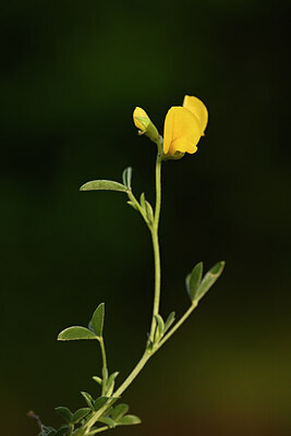 BUITEN BEELD Foto: 438404