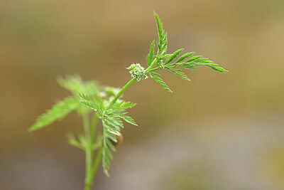 BUITEN BEELD Foto: 438406