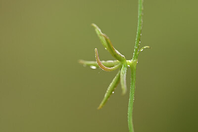 BUITEN BEELD Foto: 438408
