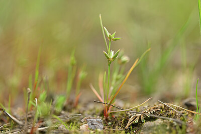 BUITEN BEELD Foto: 438410
