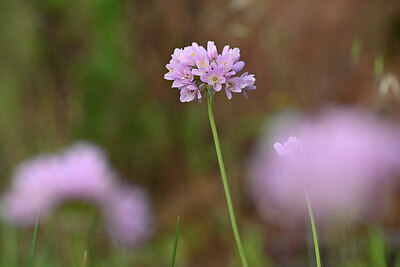 BUITEN BEELD Foto: 438415