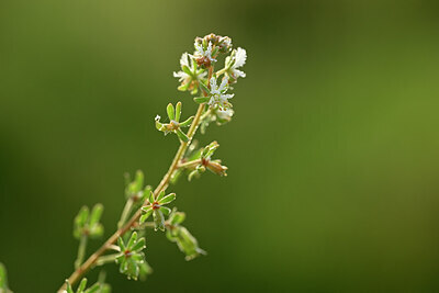 BUITEN BEELD Foto: 438416