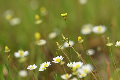 BUITEN BEELD Foto: 438417
