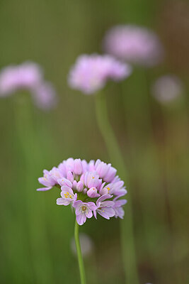 BUITEN BEELD Foto: 438418