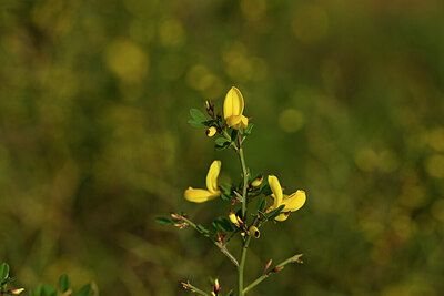 BUITEN BEELD Foto: 438419