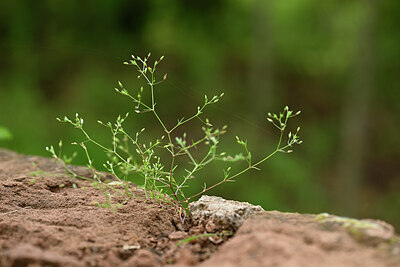 BUITEN BEELD Foto: 438420