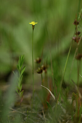 BUITEN BEELD Foto: 438421