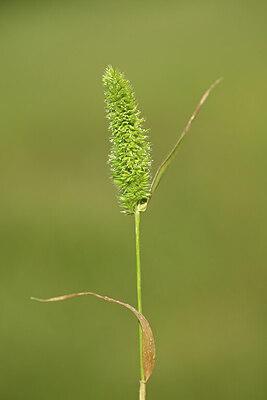 BUITEN BEELD Foto: 438423