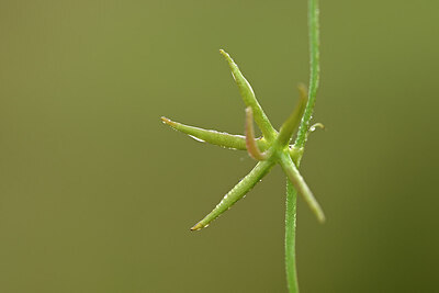 BUITEN BEELD Foto: 438424