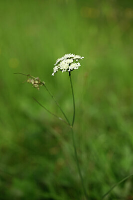 BUITEN BEELD Foto: 438426