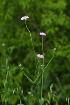 BUITEN BEELD Foto: 438429
