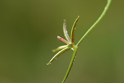 BUITEN BEELD Foto: 438432