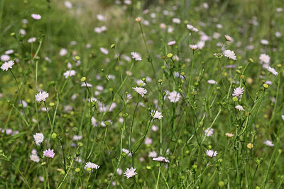 BUITEN BEELD Foto: 438435