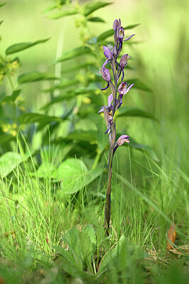 BUITEN BEELD Foto: 438436