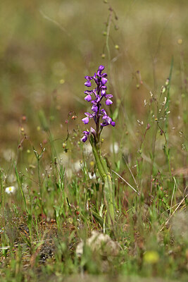 BUITEN BEELD Foto: 438438