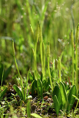 BUITEN BEELD Foto: 438441