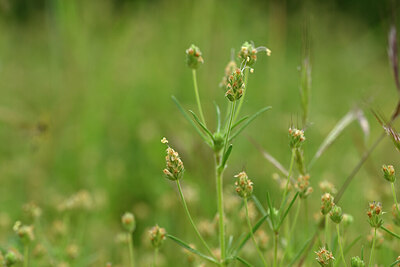 BUITEN BEELD Foto: 438444