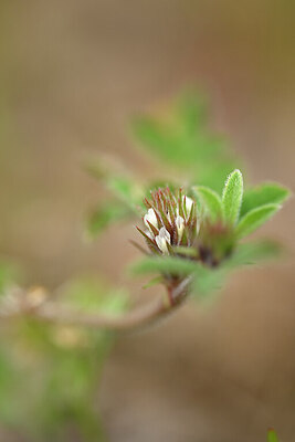 BUITEN BEELD Foto: 438445