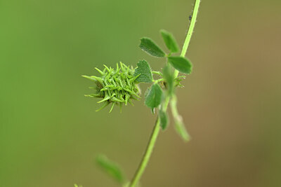 BUITEN BEELD Foto: 438447