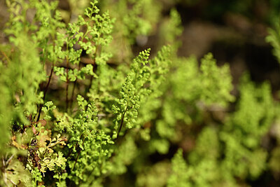 BUITEN BEELD Foto: 438448