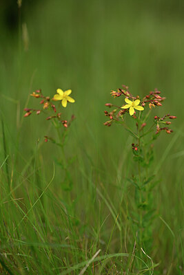 BUITEN BEELD Foto: 438449