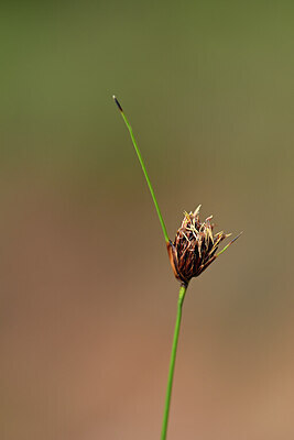 BUITEN BEELD Foto: 438451