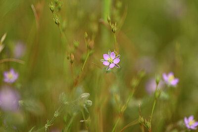BUITEN BEELD Foto: 438452