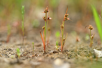 BUITEN BEELD Foto: 438454