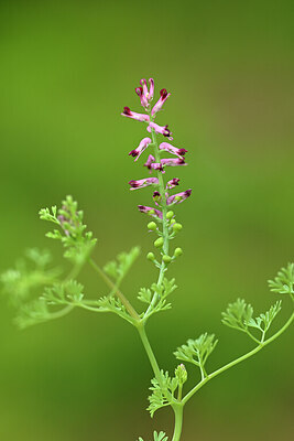 BUITEN BEELD Foto: 438456