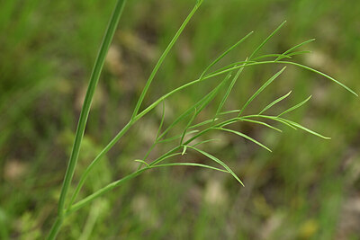 BUITEN BEELD Foto: 438458