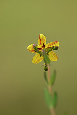 BUITEN BEELD Foto: 438460