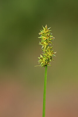 BUITEN BEELD Foto: 438461