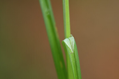 BUITEN BEELD Foto: 438463