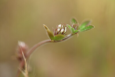 BUITEN BEELD Foto: 438464