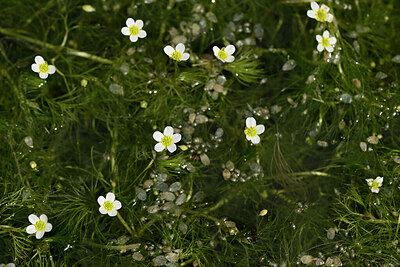 BUITEN BEELD Foto: 438467