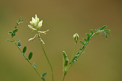 BUITEN BEELD Foto: 438469