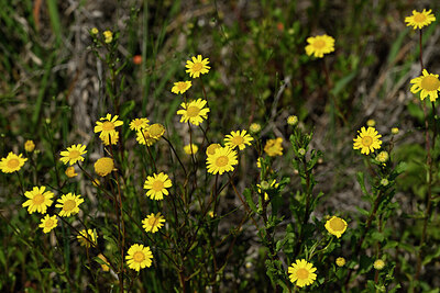 BUITEN BEELD Foto: 438471