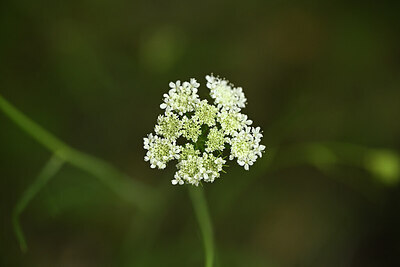 BUITEN BEELD Foto: 438473