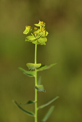 BUITEN BEELD Foto: 438474