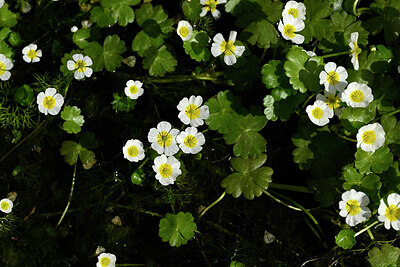 BUITEN BEELD Foto: 438475