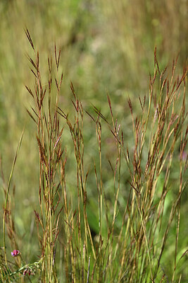 BUITEN BEELD Foto: 438479